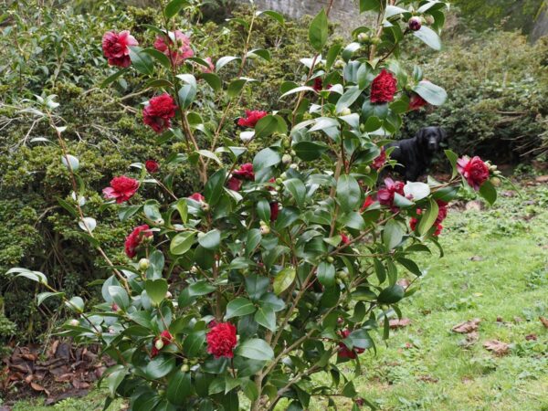 <i>Camellia japonica</i> 'Takanini' - Image 2