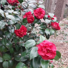 Lush camellia bush bursting with vibrant red blossoms against a backdrop of a woodland scene. The glossy green leaves contrast beautifully with the deep red blooms, creating a striking display of winter color.