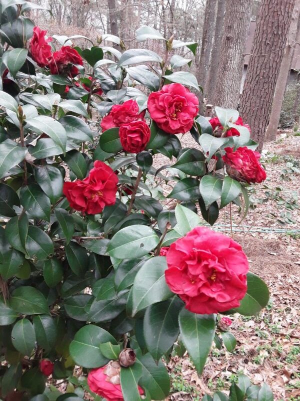 <i>Camellia japonica</i> 'Tom Knudsen' - Image 2