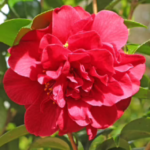 Lush, vibrant red camellia flower in full bloom, surrounded by glossy green leaves. The petals are densely layered, creating a rich, textured effect in this garden close-up.