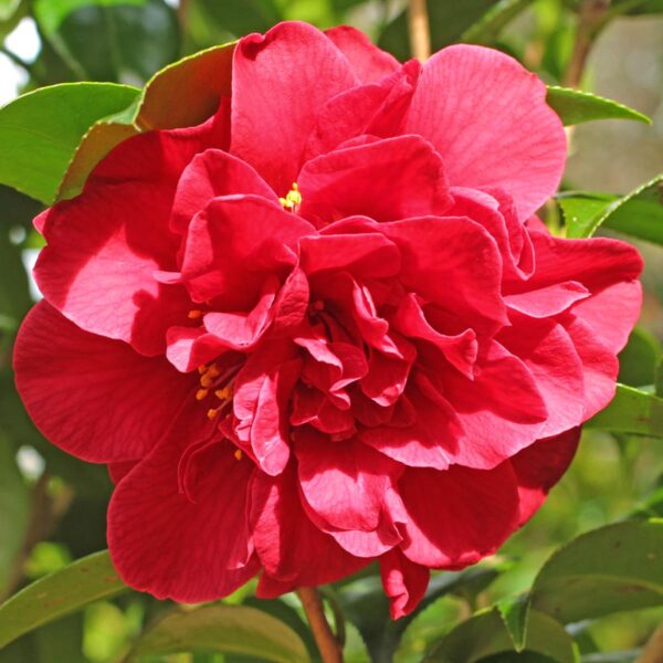 <i>Camellia japonica</i> 'Tom Knudsen' - Image 3