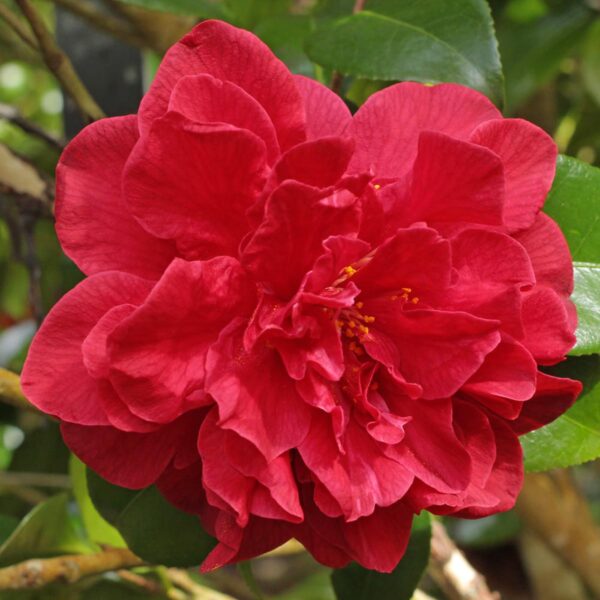 <i>Camellia japonica</i> 'Tom Knudsen'