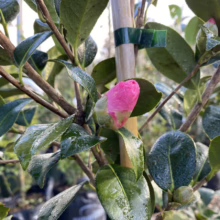 Close-up of a pink Camellia flower bud, covered in dew, ready to bloom in the winter garden. Glossy green leaves surround the bud, attached to brown branches.