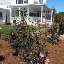 Camellia shrubs with pink blooms line a mulch path leading to a white farmhouse with a porch. A bright blue sky provides a backdrop to the charming Southern garden.