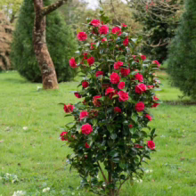 A vibrant red camellia bush bursts with blooms in a lush green garden setting, surrounded by grass, trees, and scattered blossoms. The camellia's glossy leaves complement the bright flowers.
