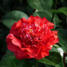 Close-up of a vibrant red Camellia flower with ruffled petals, surrounded by glossy green leaves. A striking floral image showcasing the beauty of nature.