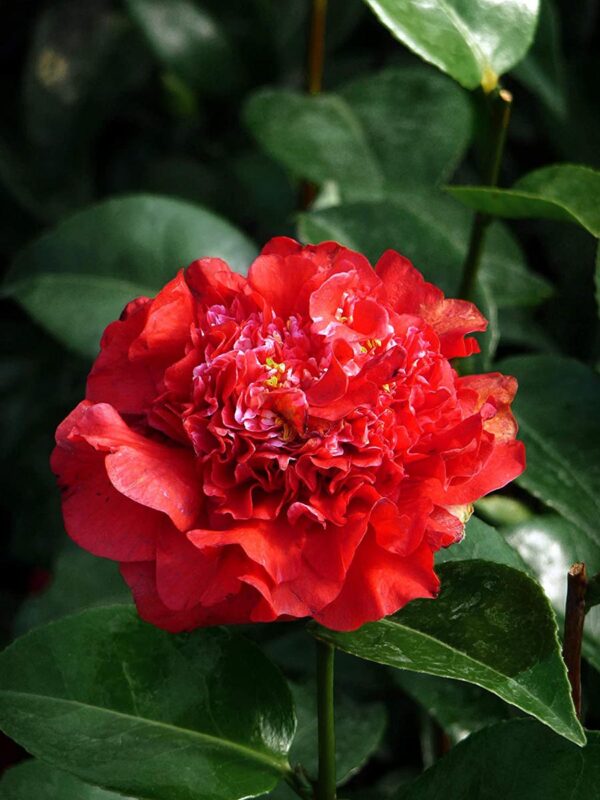 <i>Camellia</i> 'Ruby Wedding' - Image 3