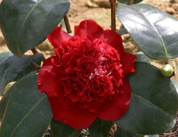 <i>Camellia</i> 'Ruby Wedding' - Image 4