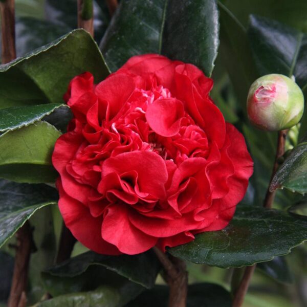 <i>Camellia</i> 'Ruby Wedding'