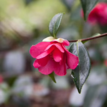 Close-up of a vibrant pink camellia in bloom, its delicate petals unfurling amidst glossy green leaves adorned with raindrops. A serene garden backdrop blurs in the distance.