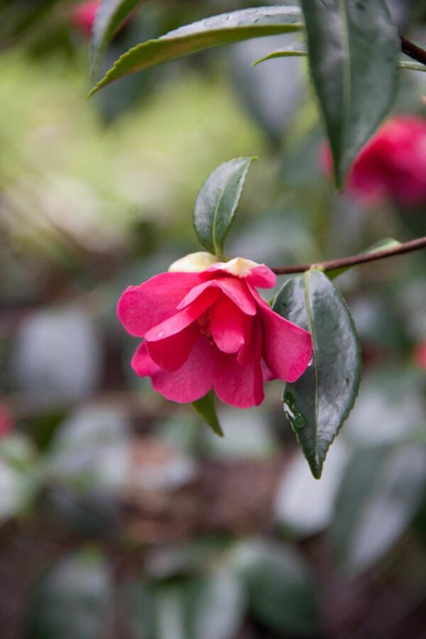 <i>Camellia sasanqua</i> 'Crimson King' - Image 2