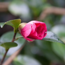 Close-up of a vibrant pink camellia bud, partially open, surrounded by glossy green leaves on a delicate stem. The flower's petals are tightly furled, hinting at its beauty yet to unfold.