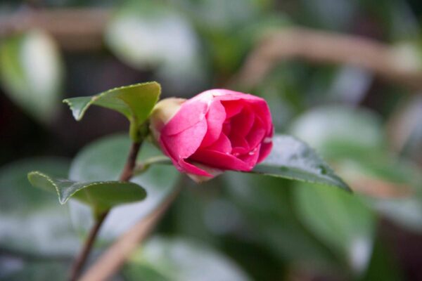 <i>Camellia sasanqua</i> 'Crimson King' - Image 3