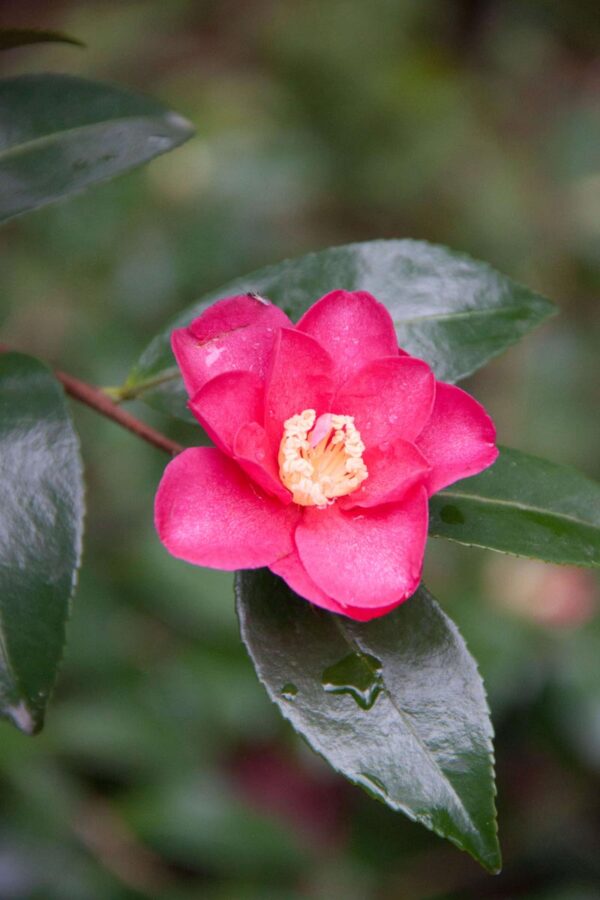 <i>Camellia sasanqua</i> 'Crimson King'