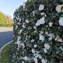 Lush camellia hedge bursting with white blossoms, creating a beautiful floral wall. Dark green leaves provide a striking contrast. Petals scattered below add to the scene's charm.