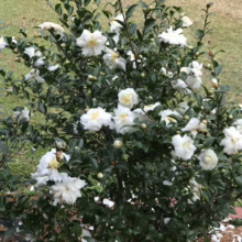 White camellia bush in full bloom, its glossy green leaves contrasting with the delicate, multi-petaled flowers. Fallen petals create a snowy carpet at the base of the shrub.