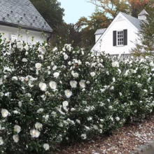 Hands holding a mug of coffee with latte art heart, steam rising. Cozy cafe background evokes "cozy winter drinks".