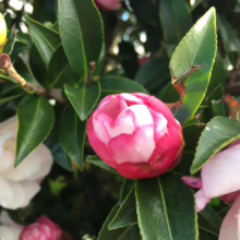 Close-up of a pink and white camellia flower bud among glossy green leaves, with other camellias in soft focus. A vibrant and detailed botanical shot.