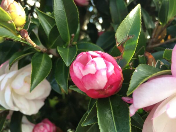 <i>Camellia sasanqua</i> 'Paradise Blush' - Image 2