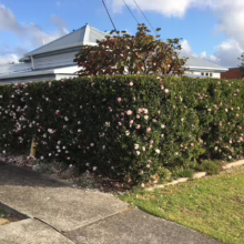 A lush camellia hedge, covered in pink and white blooms, lines a sidewalk in front of a light blue house with a gray roof. Green lawn and a tree with reddish leaves complete the suburban scene.