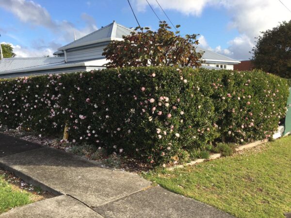 <i>Camellia sasanqua</i> 'Paradise Blush' - Image 3