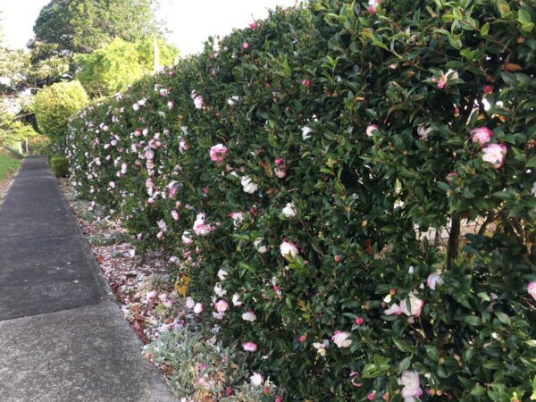 <i>Camellia sasanqua</i> 'Paradise Blush' - Image 4