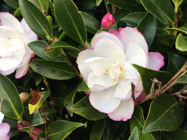 <i>Camellia sasanqua</i> 'Paradise Blush'