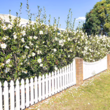 White picket fence with brick posts, lined with a blooming hedge of white flowers. Lush green grass and a large tree create a peaceful, suburban scene.