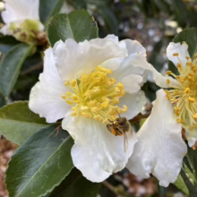 A bee, dusted with pollen, gathers nectar from a pristine white camellia flower with a vibrant yellow center. Lush green leaves surround the bloom, creating a natural and inviting scene.