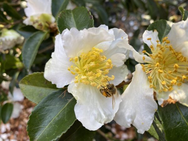 <i>Camellia sasanqua</i> 'Setsugekka' - Image 3