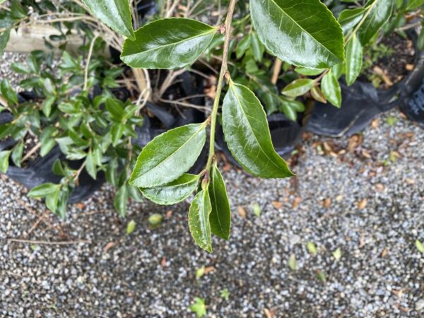 <i>Camellia sasanqua</i> 'Setsugekka' - Image 4