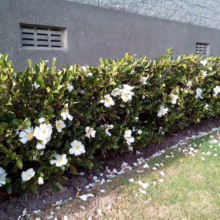 Lush, flowering hedge with white blossoms lines a gray wall with vents. Petals scatter on the grass, creating a serene garden scene.