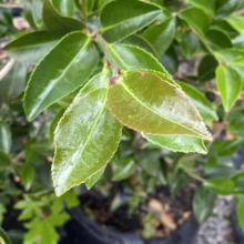 Close-up of glossy, green Camellia leaves with reddish edges. The leaves are vibrant and healthy, showcasing the plant's lush foliage.