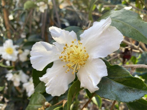 <i>Camellia sasanqua</i> 'Setsugekka'