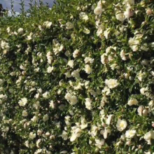 Lush camellia hedge bursting with white blossoms. A dense green backdrop contrasts with the profusion of delicate flowers, some scattered on the lawn below.