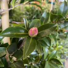 Close-up of a pink camellia bud surrounded by glossy green leaves, ready to bloom on a camellia shrub. A bamboo stake supports the plant.