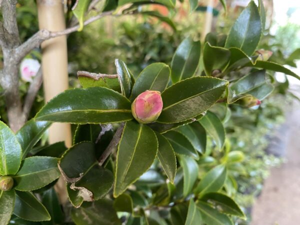 <i>Camellia sasanqua</i> 'Silver Dollar' - Image 2