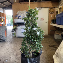 A potted camellia tree with white blossoms stands inside a garage or shed. A small tractor is visible in the background. A door with "KEEP CLEAR" is visible.