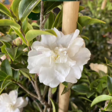 Close-up of a pristine white camellia bloom with glossy green leaves, showcasing its delicate petals and texture. The flower is supported by a wooden stake, suggesting it's part of a cultivated plant.