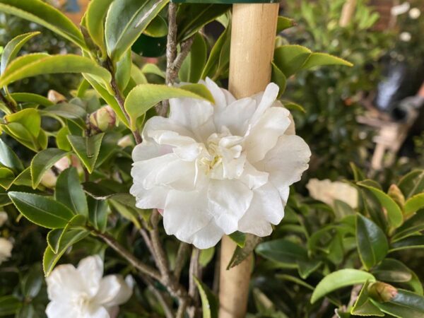 <i>Camellia sasanqua</i> 'Silver Dollar' - Image 4