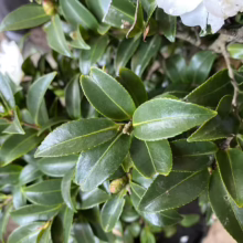 Close-up of a white Camellia shrub with glossy, dark green leaves. The leaves have prominent veins, and unopened flower buds are visible among the foliage.