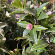 Close-up of a pink camellia bud nestled among glossy green leaves on a bush. The bud is tightly closed, hinting at the flower to come.