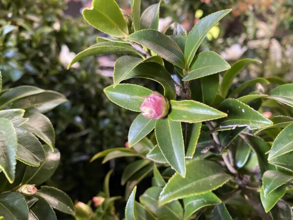 <i>Camellia sasanqua</i> 'Silver Dollar' - Image 6