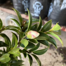 Close-up of a camellia plant with glossy green leaves and a single, closed flower bud showing a delicate blush of pink and white, promising a beautiful bloom.