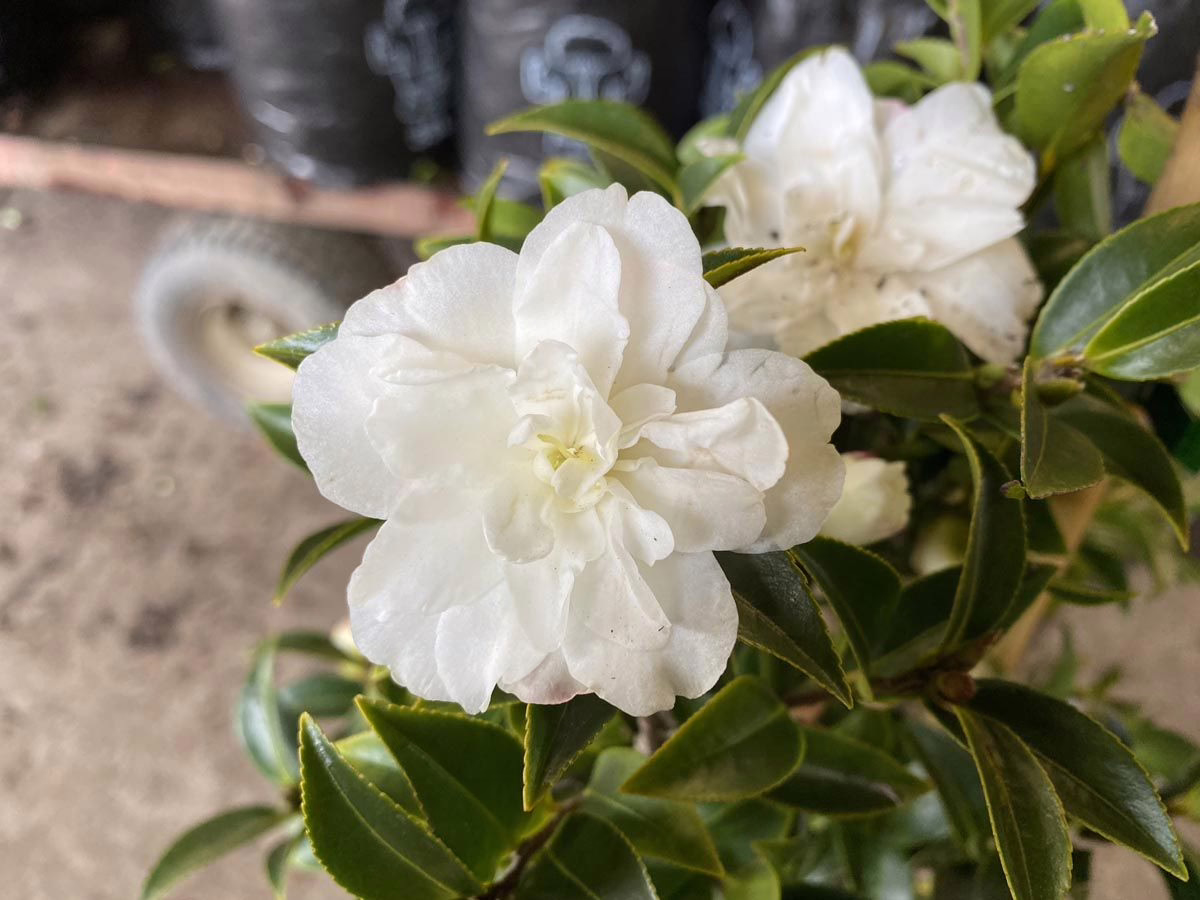 Camellia sasanqua ‘Silver Dollar’ with pure white, semi-double blooms and glossy green leaves