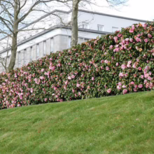Camellia 'Spring Festival' (Camellia) hedge.