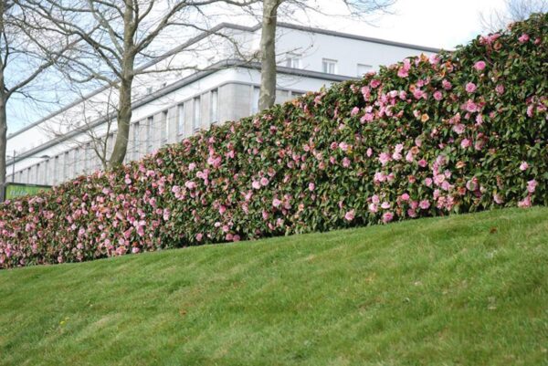 <i>Camellia</i> 'Spring Festival' - Image 2