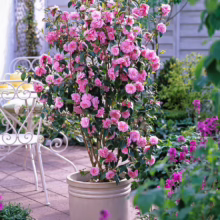 Camellia 'Spring Festival' (Camellia) in a pot.