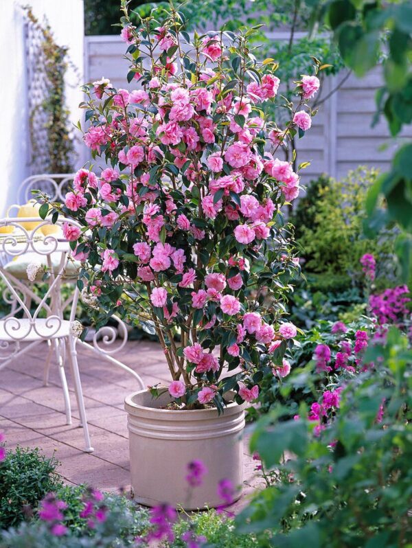 <i>Camellia</i> 'Spring Festival' - Image 3