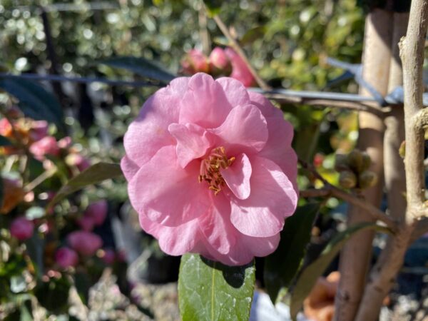 <i>Camellia</i> 'Spring Festival'